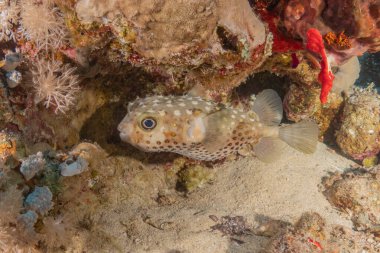 Kızıl Denizde yüzen balıklar, renkli balıklar, Eilat İsrail