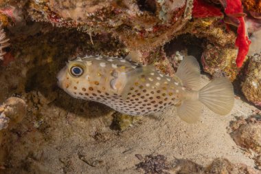 Kızıl Denizde yüzen balıklar, renkli balıklar, Eilat İsrail