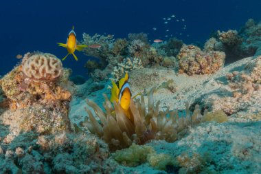 Kızıl Deniz 'deki palyaço balığı Renkli ve güzel, Eilat Israel