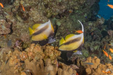 Kızıl Denizde yüzen balıklar, renkli balıklar, Eilat İsrail