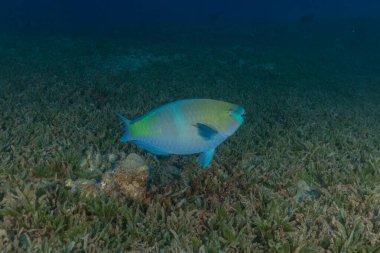 Kızıl Denizde yüzen balıklar, renkli balıklar, Eilat İsrail