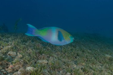 Kızıl Denizde yüzen balıklar, renkli balıklar, Eilat İsrail