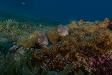 Moray eel Mooray lycodontis Kızıldenizde dalgalanma, Eilat Israel