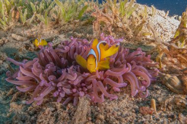 Kızıl Deniz 'deki palyaço balığı Renkli ve güzel, Eilat Israel