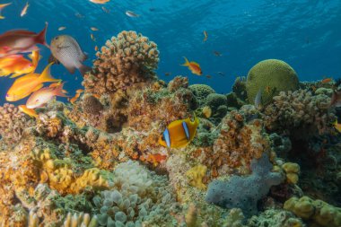 Kızıldeniz 'deki mercan resifi ve su bitkileri, Eilat Israel