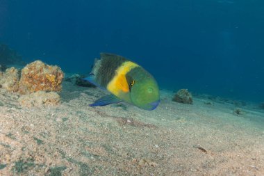 Kızıl Denizde yüzen balıklar, renkli balıklar, Eilat İsrail