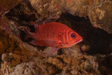 Kızıl Denizde yüzen balıklar, renkli balıklar, Eilat İsrail