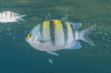 Kızıl Denizde yüzen balıklar, renkli balıklar, Eilat İsrail
