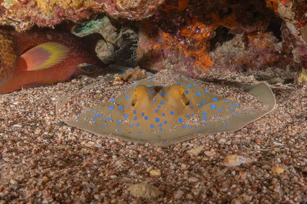 Blue Spotted Stingray Seabed Red Sea — Stock Photo, Image