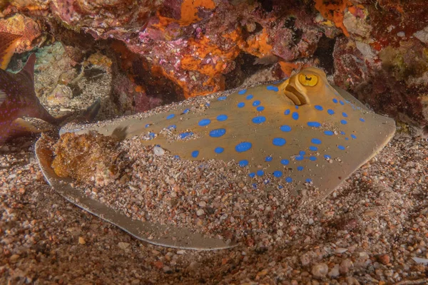 Stingray Maculato Blu Sul Fondo Del Mar Rosso — Foto Stock