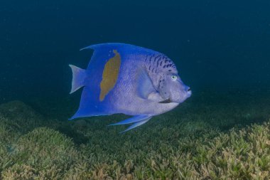 Kızıl Denizde yüzen balıklar, renkli balıklar, Eilat İsrail