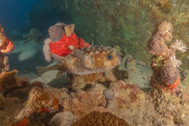 Kızıl Denizde yüzen balıklar, renkli balıklar, Eilat İsrail