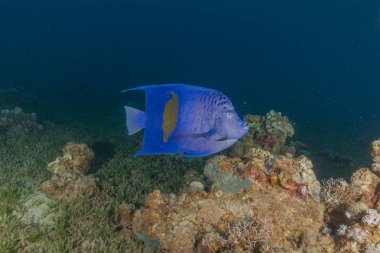 Kızıl Denizde yüzen balıklar, renkli balıklar, Eilat İsrail