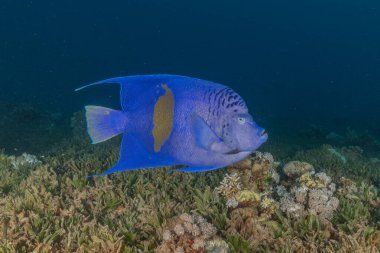 Kızıl Denizde yüzen balıklar, renkli balıklar, Eilat İsrail