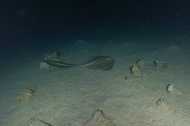 Pastinachus sephen Cowtail Kızıldeniz 'deki deniz tabanında