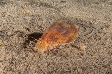 Kızıldeniz 'deki deniz tabanındaki Conus Tekstil, Eilat İsrail