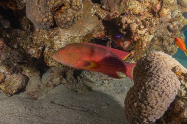 Kızıl Denizde yüzen balıklar, renkli balıklar, Eilat İsrail