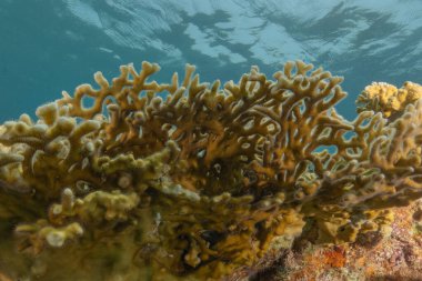 Kızıldeniz 'deki mercan resifi ve su bitkileri, Eilat Israel