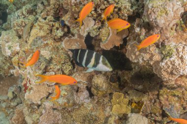 Kızıl Denizde yüzen balıklar, renkli balıklar, Eilat İsrail