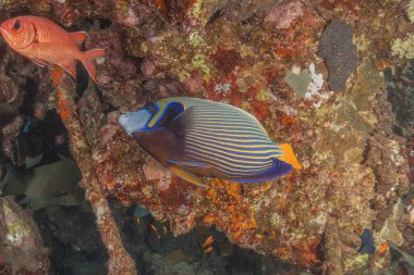 Kızıl Denizde yüzen balıklar, renkli balıklar, Eilat İsrail