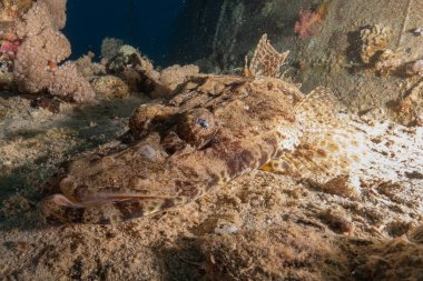 Kızıl Denizde yüzen balıklar, renkli balıklar, Eilat İsrail