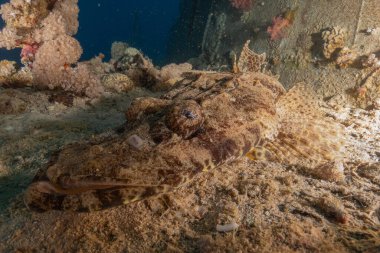 Kızıl Denizde yüzen balıklar, renkli balıklar, Eilat İsrail