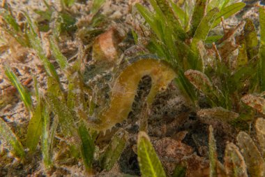 Kızıl Deniz 'deki deniz atı Renkli ve güzel, Eilat Israel