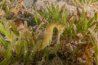 Kızıl Deniz 'deki deniz atı Renkli ve güzel, Eilat Israel