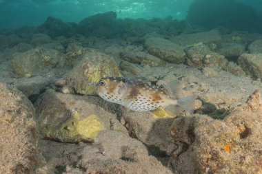 Kızıl Denizde yüzen balıklar, renkli balıklar, Eilat İsrail