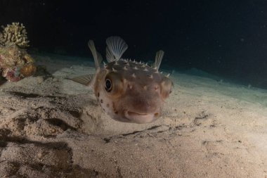 Kızıl Denizde yüzen balıklar, renkli balıklar, Eilat İsrail