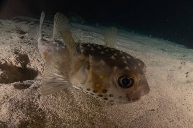 Kızıl Denizde yüzen balıklar, renkli balıklar, Eilat İsrail