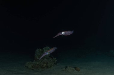 Kızıl Deniz 'deki mürekkep balığı Renkli ve güzel, Eilat Israel