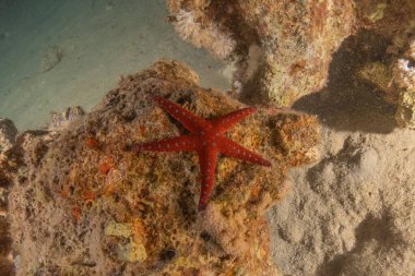 Kızıldeniz 'in deniz tabanındaki denizyıldızı, Eilat Israel