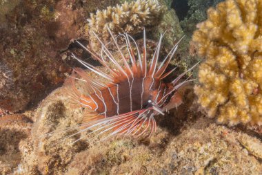 Kızıl Deniz 'deki aslan balığı renkli balık, Eilat Israel