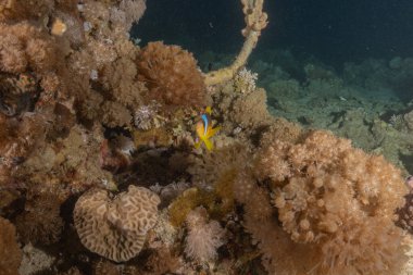 Kızıldeniz 'deki mercan resifi ve su bitkileri, Eilat Israel