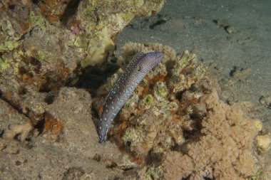 Moray eel Mooray lycodontis Kızıldenizde dalgalanma, Eilat Israel