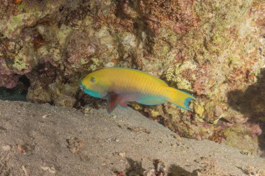 Kızıl Denizde yüzen balıklar, renkli balıklar, Eilat İsrail