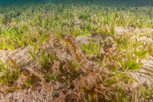 Kızıl Deniz 'deki deniz atı Renkli ve güzel, Eilat Israel