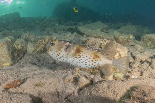 Kızıl Denizde yüzen balıklar, renkli balıklar, Eilat İsrail