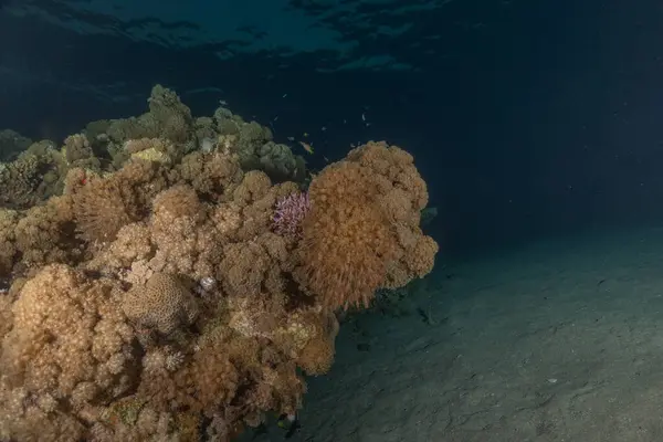 stock image Coral reef and water plants in the Red Sea, Eilat Israel