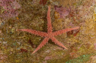 Kızıldeniz 'in deniz tabanındaki denizyıldızı, Eilat Israel