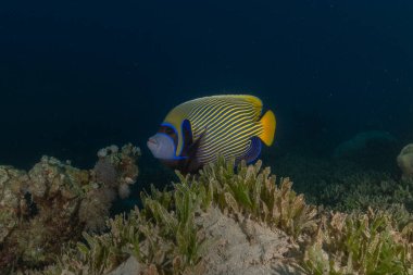 Kızıl Denizde yüzen balıklar, renkli balıklar, Eilat İsrail