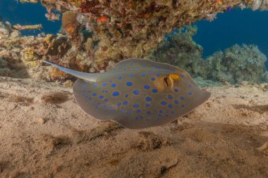 Mavi benekli vatoz Kızıldeniz Eilat, İsrail 'de deniz tabanında