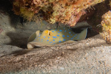 Mavi benekli vatoz Kızıldeniz Eilat, İsrail 'de deniz tabanında