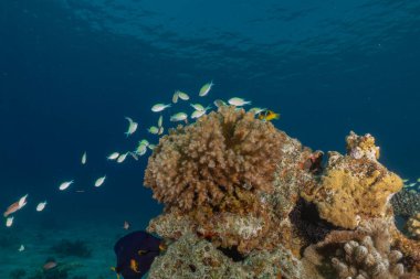 Kızıldeniz 'deki mercan resifi ve su bitkileri, Eilat Israel