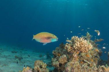 Kızıl Denizde yüzen balıklar, renkli balıklar, Eilat İsrail