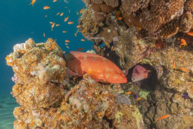 Kızıl Denizde yüzen balıklar, renkli balıklar, Eilat İsrail