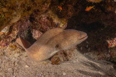 Moray eel Mooray lycodontis Kızıldenizde dalgalanma, Eilat Israel