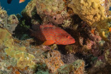 Kızıl Denizde yüzen balıklar, renkli balıklar, Eilat İsrail