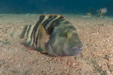 Kızıl Denizde yüzen balıklar, renkli balıklar, Eilat İsrail